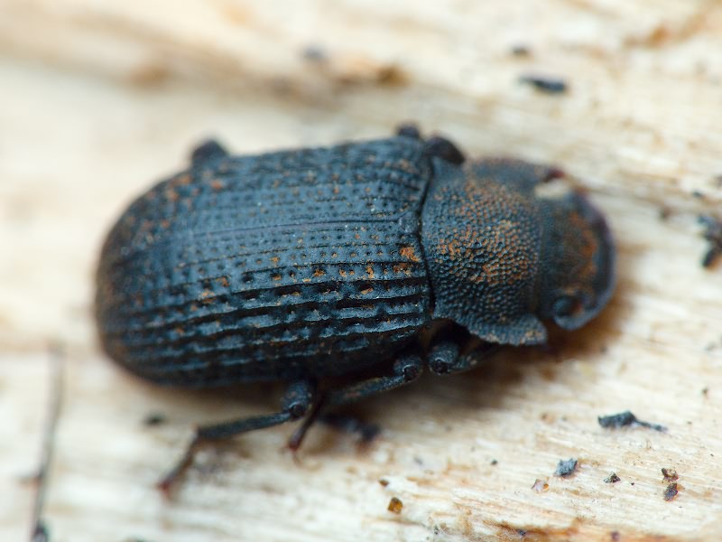 Bolitophagus reticulatus (Linnaeus, 1767)
